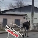 Появилось видео, как в Кузбассе лось бросается под колеса автомобилей – Газета.Ru | Новости