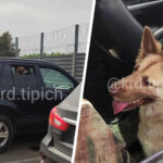 В Краснодаре хозяева оставили собаку в машине на солнцепеке – Газета.Ru | Новости